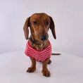 Carica l'immagine nel visualizzatore della galleria, T Shirt Rayé Manches Courtes Pour Chien Teckel