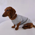 Carica l'immagine nel visualizzatore della galleria, T Shirt Rayé Manches Courtes Pour Chien Teckel