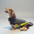 Carica l'immagine nel visualizzatore della galleria, T-shirt anti UV pour teckel en gris et jaune, idéal pour protéger votre chien du soleil