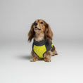 Carica l'immagine nel visualizzatore della galleria, T-shirt anti UV pour teckel en jaune et noir, idéal pour protéger votre animal du soleil.