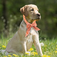 Charger l'image dans la visionneuse de la galerie, Chien portant un bandana rafraîchissant pour chien orange avec motifs signé Oscar et Plume assis dans l'herbe