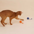 Load image into Gallery viewer, Chat jouant avec une boule à gratter pour chat orange et bleue sur fond beige