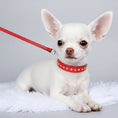 Charger l'image dans la visionneuse de la galerie, Petit chien blanc portant un collier chic chien chat rouge clouté avec laisse assortie sur fond violet