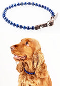 Load image into Gallery viewer, Collier chien solitaire composé de perles en lapis-lazuli avec une boucle en cuir pour chiens élégants