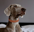 Charger l'image dans la visionneuse de la galerie, Chien portant un collier couture chien marron de la marque Oscar et Plume
