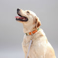 Charger l'image dans la visionneuse de la galerie, Chien portant un collier et laisse personnalisable chien orange et beige de Oscar et Plume en extérieur