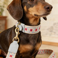 Carica l'immagine nel visualizzatore della galleria, Collier et laisse pour chien Oscar et Plume avec un design coloré et des matériaux de qualité