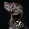 Charger l'image dans la visionneuse de la galerie, Chien noir portant un collier et laisse pour chien en cuir tressé de couleur marron avec boucle dorée