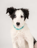 Load image into Gallery viewer, Chiot portant un collier pour chien hyperactif bleu turquoise de Oscar et Plume