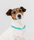 Load image into Gallery viewer, Chien avec un collier pour chien hyperactif bleu turquoise de la marque Oscar et Plume