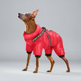 Charger l'image dans la visionneuse de la galerie, Oscar et Plume doudoune imperméable pour chien rouge sur un petit chien brun dans la neige