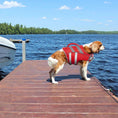 Charger l'image dans la visionneuse de la galerie, Chien portant un gilet de sauvetage pour chien rouge debout sur un ponton au bord de l'eau
