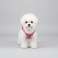Carica l'immagine nel visualizzatore della galleria, Gilet pour chien imprimé floral en rose pour petits chiens, confortable et élégant