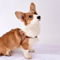 Carica l'immagine nel visualizzatore della galleria, Harnais chien simili cuir pour Corgi avec un design confortable et élégant d'Oscar et Plume