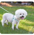 Carica l'immagine nel visualizzatore della galleria, Petit bichon blanc portant un harnais et laisse réglables pour chien Oscar et Plume vert menthe sur pelouse