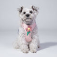 Charger l'image dans la visionneuse de la galerie, Harnais petit chien rose avec fleur décorative porté par un petit chien blanc et autres couleurs disponibles