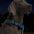 Charger l'image dans la visionneuse de la galerie, Harnais réfléchissant pour chien Oscar et Plume, conçu pour la sécurité nocturne de votre compagnon