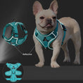 Charger l'image dans la visionneuse de la galerie, Harnais réfléchissant pour chien turquoise Oscar et Plume porté par un bouledogue français