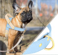 Carica l'immagine nel visualizzatore della galleria, Chien portant un harnais chien élégant bleu clair avec détails dorés de la marque Oscar et Plume