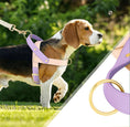 Carica l'immagine nel visualizzatore della galleria, Chien portant un harnais chien élégant violet et beige Oscar et Plume avec attaches dorées