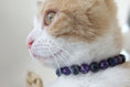 Carica l'immagine nel visualizzatore della galleria, Chat portant un collier anti-stress pour chat en perles violettes et noires de la marque Oscar et Plume