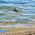 Charger l'image dans la visionneuse de la galerie, Chien nageant dans l'eau attaché à une laisse longue pour chien bleue sur une plage de galets