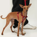 Load image into Gallery viewer, Laisse multi-fonction pour chien attachée à un harnais rouge sur un petit chien debout.