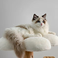 Charger l'image dans la visionneuse de la galerie, Chat ragdoll aux yeux bleus allongé sur plateforme en peluche d'un arbre à chat en bois massif Oscar et Plume