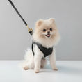 Carica l'immagine nel visualizzatore della galleria, Petit chien portant un harnais réglable pour petit chien noir avec laisse attachée