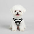 Carica l'immagine nel visualizzatore della galleria, T-shirt rayé pour chien de marque Oscar et Plume sur un chien blanc adorable
