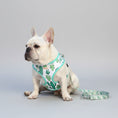Carica l'immagine nel visualizzatore della galleria, Ensemble harnais et laisse à motif pour chien Oscar et Plume Ensemble fleur / XS
