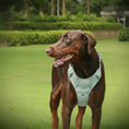 Charger l'image dans la visionneuse de la galerie, Harnais ou Ensemble personnalisable en velours pour chien - Oscar et Plume