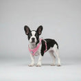 Load image into Gallery viewer, Harnais + Laisse pour chien Oscar et Plume Rose / S