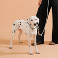 Charger l'image dans la visionneuse de la galerie, Chien dalmatien portant un collier chien réglable en nylon avec une laisse assortie