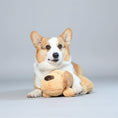 Cargar la imagen en la vista de la galería, Corgi avec peluche apaisante pour chien, idéale pour le réconfort et le jeu