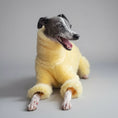 Charger l'image dans la visionneuse de la galerie, Lévrier gris portant un pull doux pour lévrier jaune moelleux d'Oscar et Plume, couché et souriant