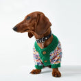 Charger l'image dans la visionneuse de la galerie, Pull hiver pour teckel en tricot coloré avec boutons et col vert