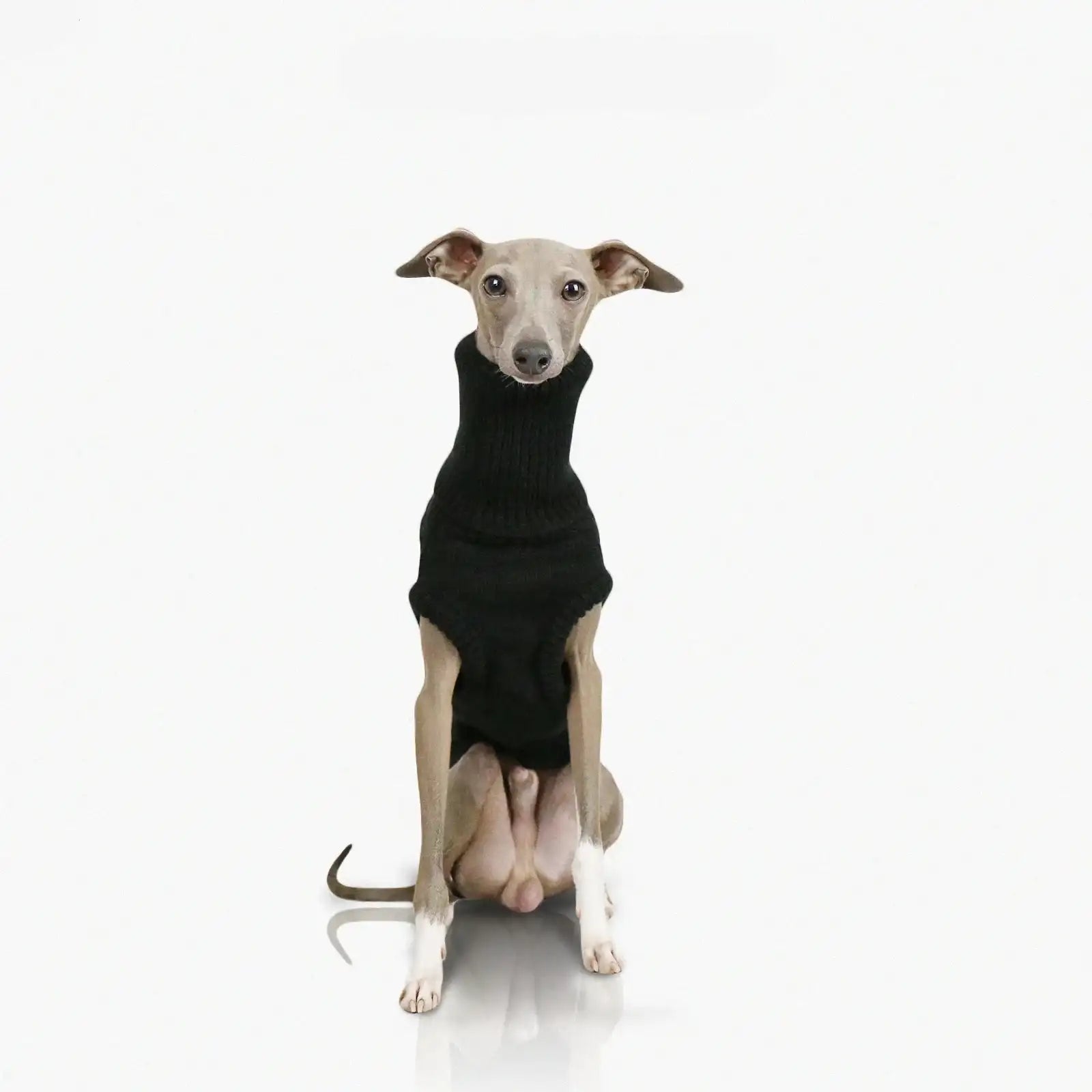 Pull à Col Roulé Avec Pompons Pour Lévrier/whippet - Taille S - Polyester, Manches Longues, Design Deux Pattes