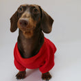 Charger l'image dans la visionneuse de la galerie, Teckel marron portant un pull rouge pour teckel confortable et élégant de Oscar et Plume