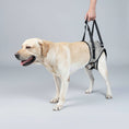 Charger l'image dans la visionneuse de la galerie, Harnais de soutien lombaire grand chien pour un confort optimal lors des promenades en extérieur