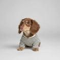Charger l'image dans la visionneuse de la galerie, Sweat pour chien teckel à rayures pour un look tendance et confortable
