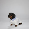 Load image into Gallery viewer, Sweat pour teckel col chemise en blanc avec un col bleu clair élégant pour chiens stylés
