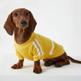 Carica l'immagine nel visualizzatore della galleria, T-shirt pour chien teckel jaune avec des rayures blanches pour un look tendance