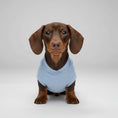 Carica l'immagine nel visualizzatore della galleria, T-shirt pour teckel bleu en coton doux, parfait pour le confort des chiens de petite taille