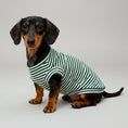 Charger l'image dans la visionneuse de la galerie, T-shirt pour teckel en rayures vertes et blanches pour chien, confortable et stylé