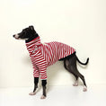 Cargar la imagen en la vista de la galería, Whippet portant un t-shirt pour whippet rouge et blanc rayé avec col roulé et poignets noirs