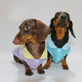 Carica l'immagine nel visualizzatore della galleria, Deux teckels portant un t-shirt rafraîchissant pour teckel en couleurs pastel, prêt pour l'été