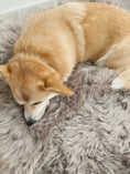 Charger l'image dans la visionneuse de la galerie, Chien doré allongé sur un tapis luxe pour chien gris moelleux et doux Oscar et Plume