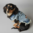 Load image into Gallery viewer, Joli teckel portant une veste en jean pour teckel avec détails en denim déchiré