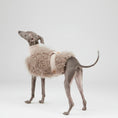 Charger l'image dans la visionneuse de la galerie, Veste fausse fourrure pour lévrier de Oscar et Plume, douce et élégante pour garder votre chien au chaud